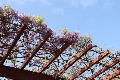 藤の花が咲き始めました